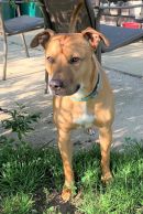 TROY's profile on Petfinder.com