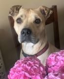 LILY's profile on Petfinder.com