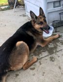 RIZZO's profile on Petfinder.com