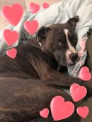 WILLOW's profile on Petfinder.com