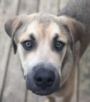 HOWIE's profile on Petfinder.com
